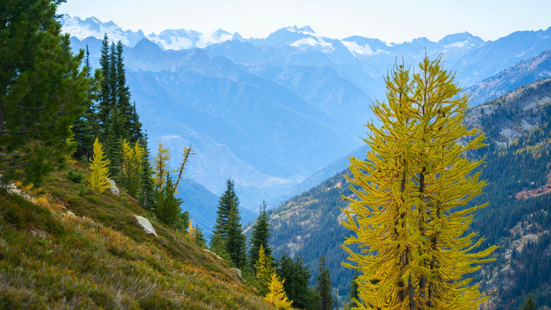 A golden larch tree towers in the foreground of the North Cascade mountains