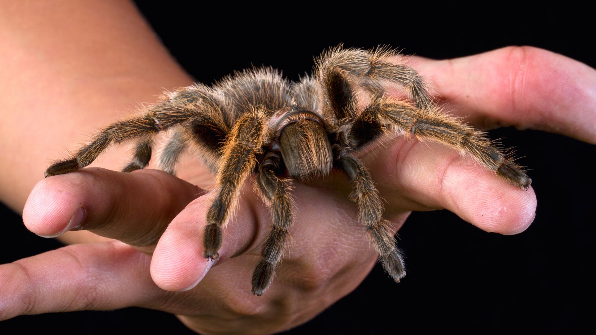 A tarantula rests on someone's outstretched hands