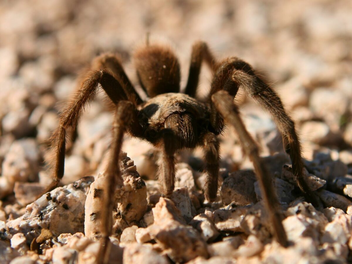A tarantula stands on a rocky desert surface