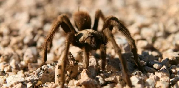 A tarantula stands on a rocky desert surface