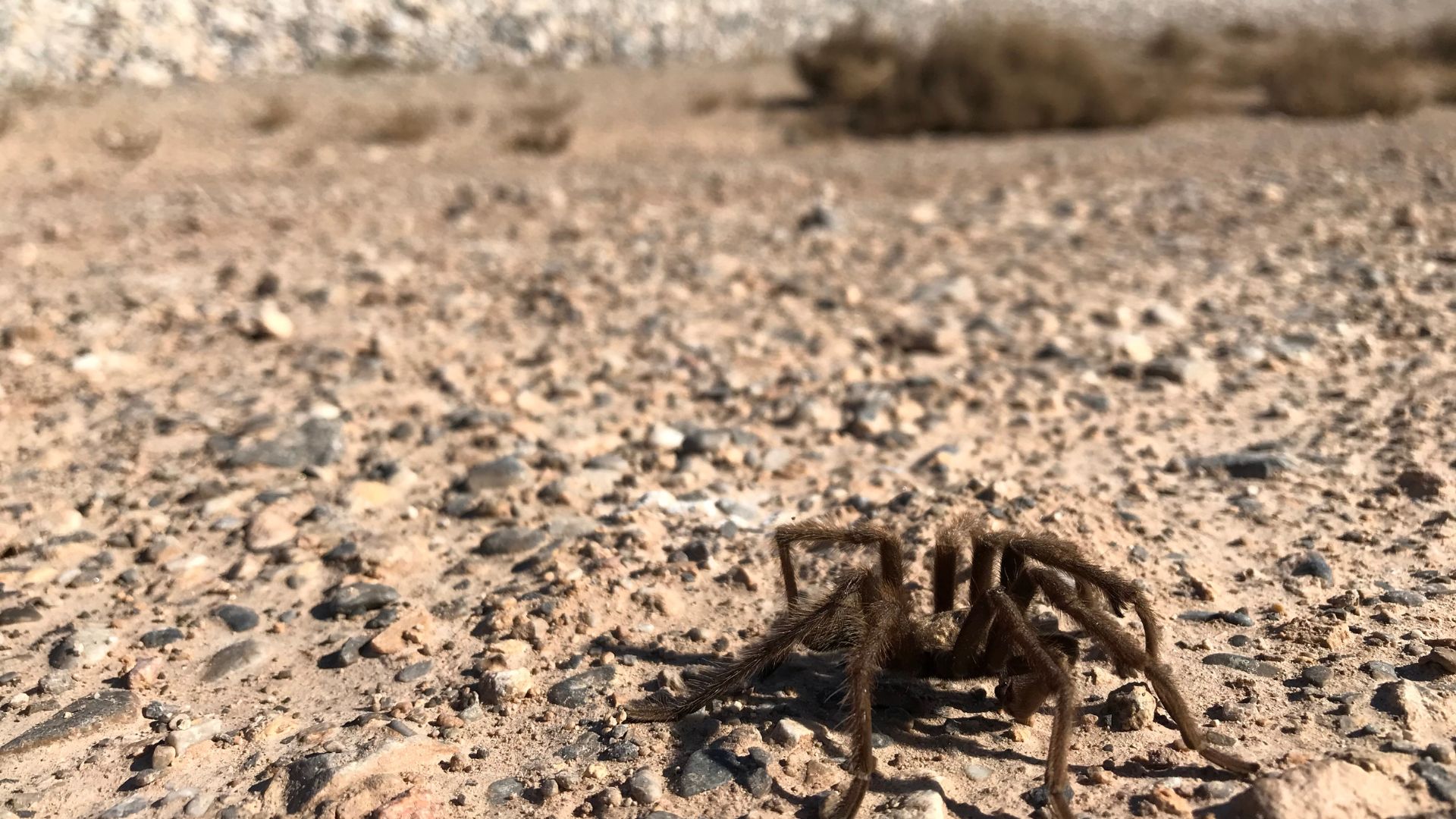 A tarantula creeps across a desert landscape