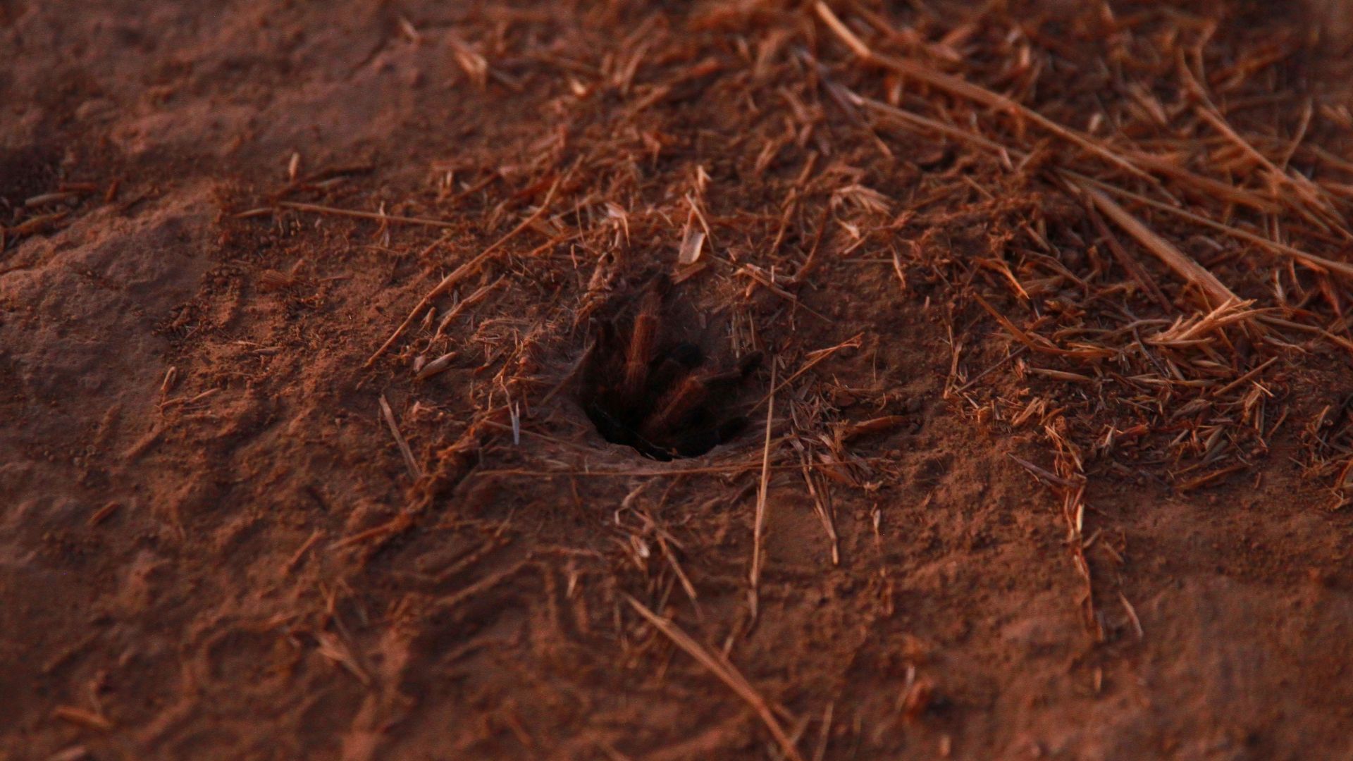 The front legs of a tarantula peek out of a hole burrowed into the ground