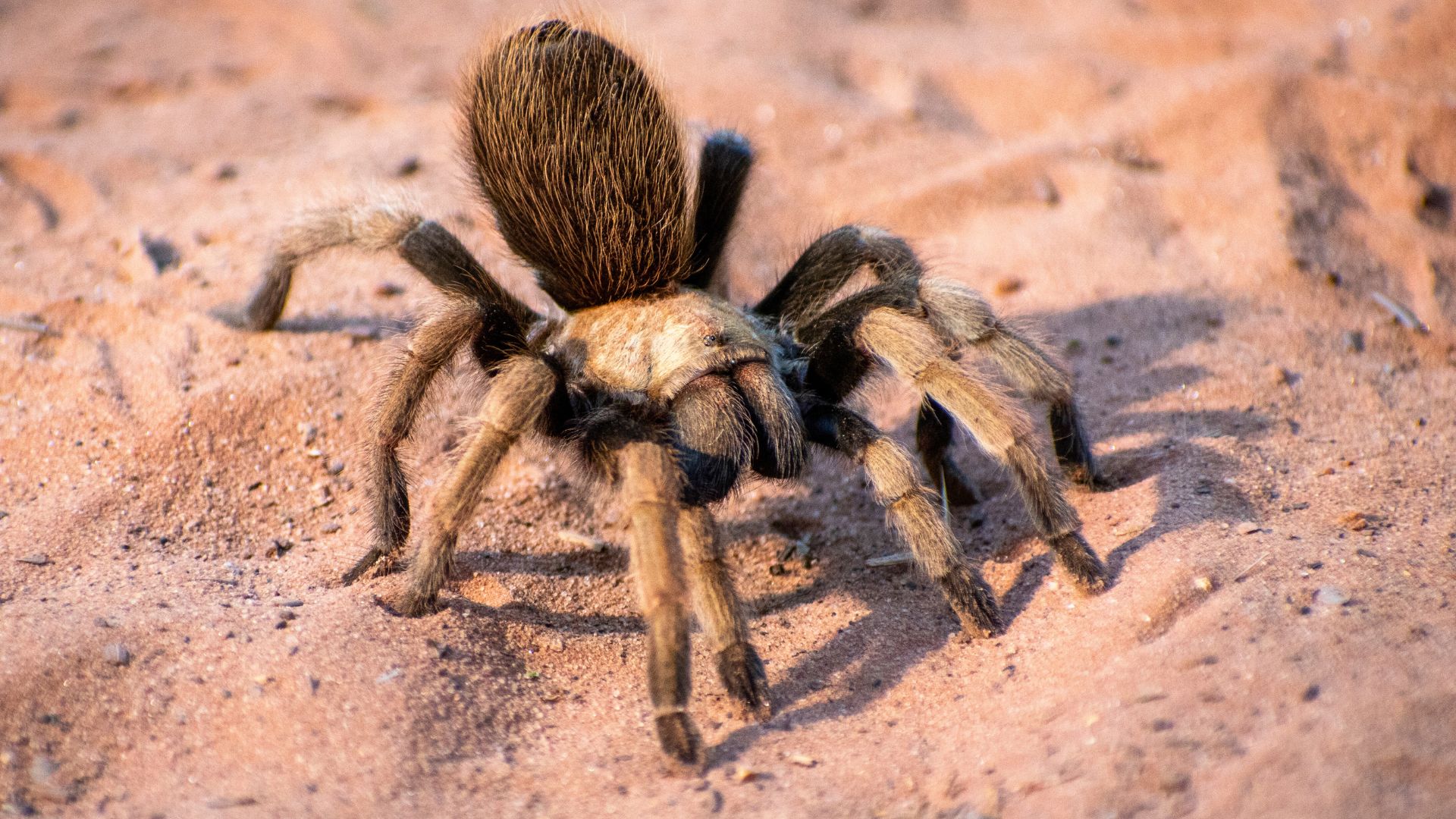 A tarantula stands in the sand