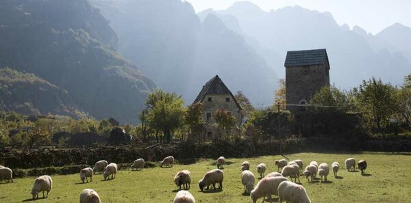 Sheep grazing in Albania near Thethi