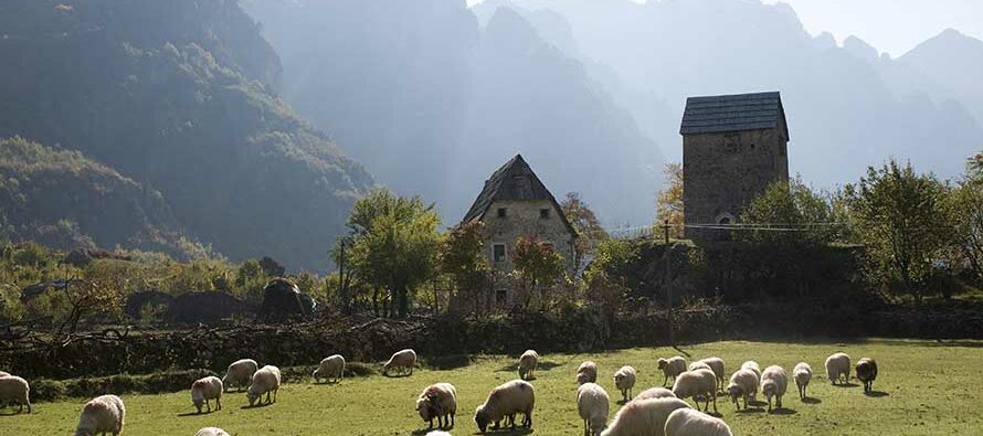 Sheep grazing in Albania near Thethi