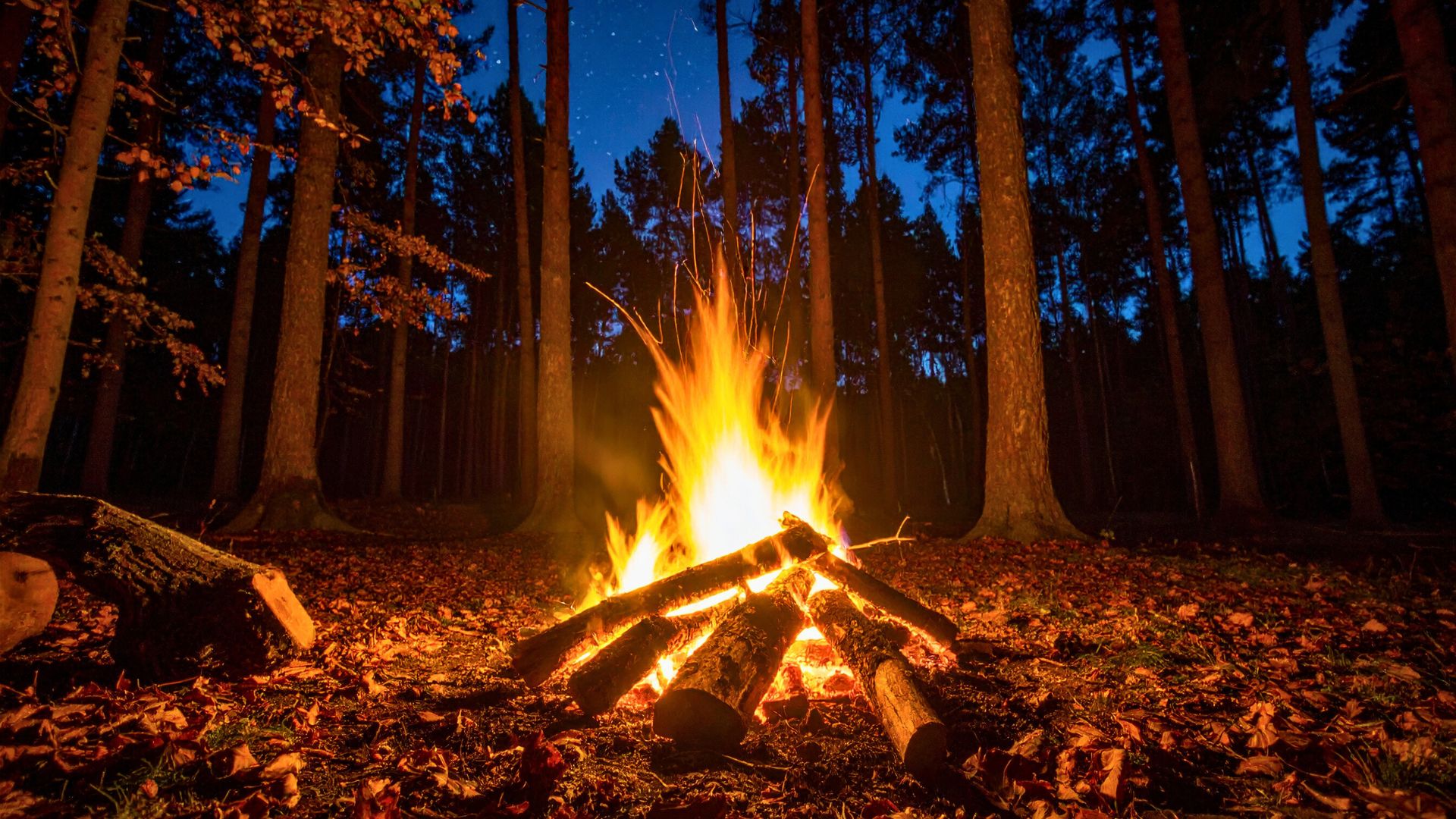 Campfire in the dark woods