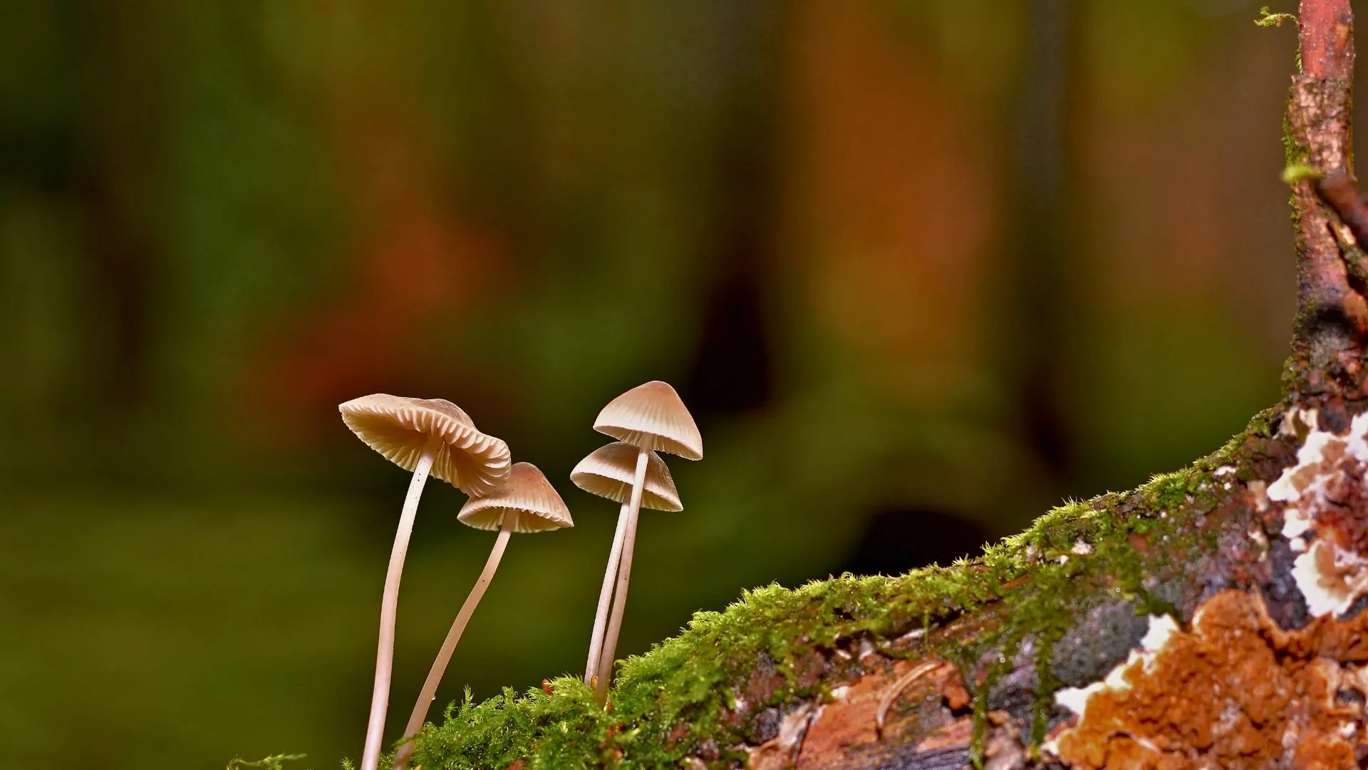 Mushrooms grow in the forest