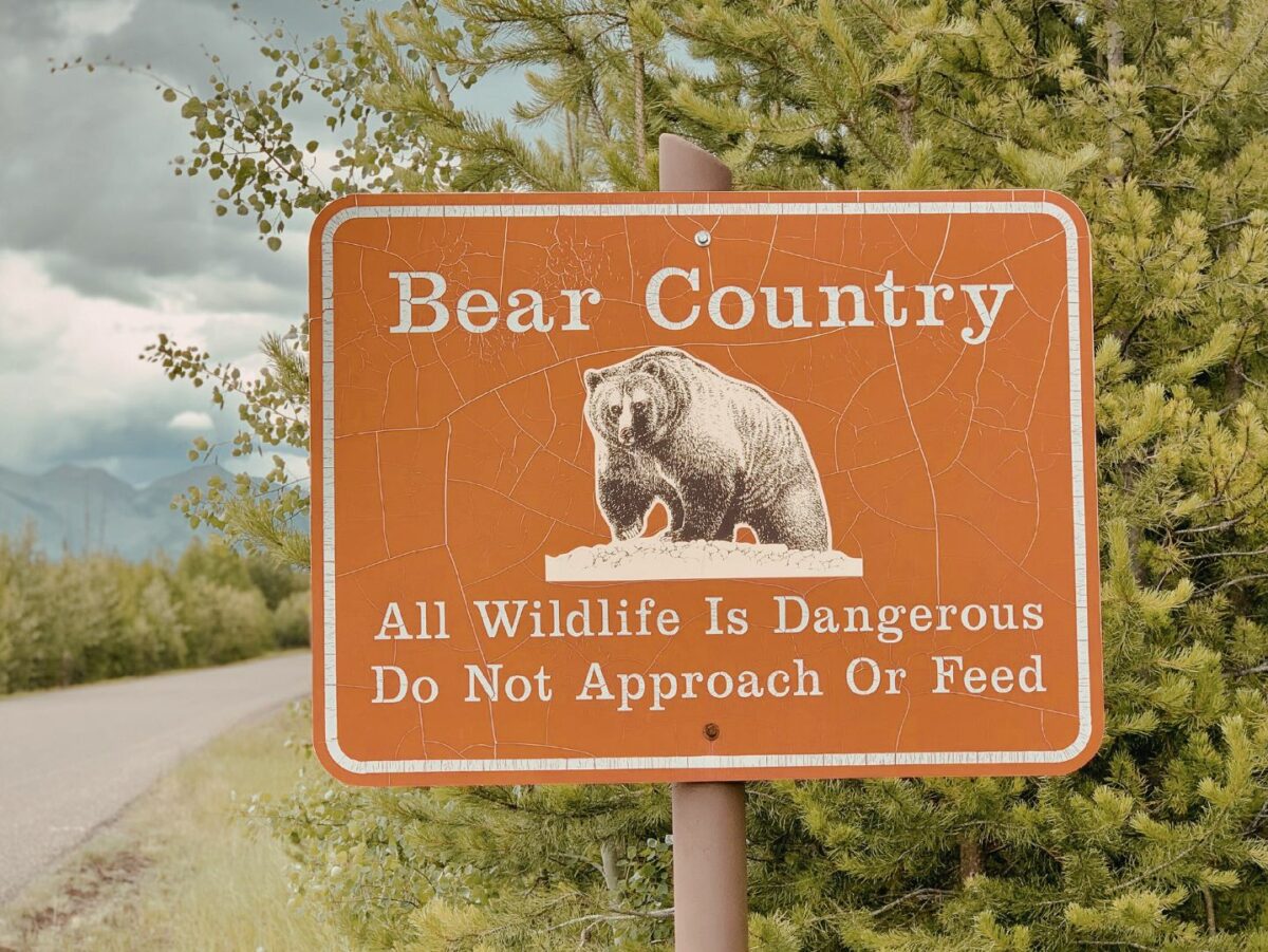 Bear country