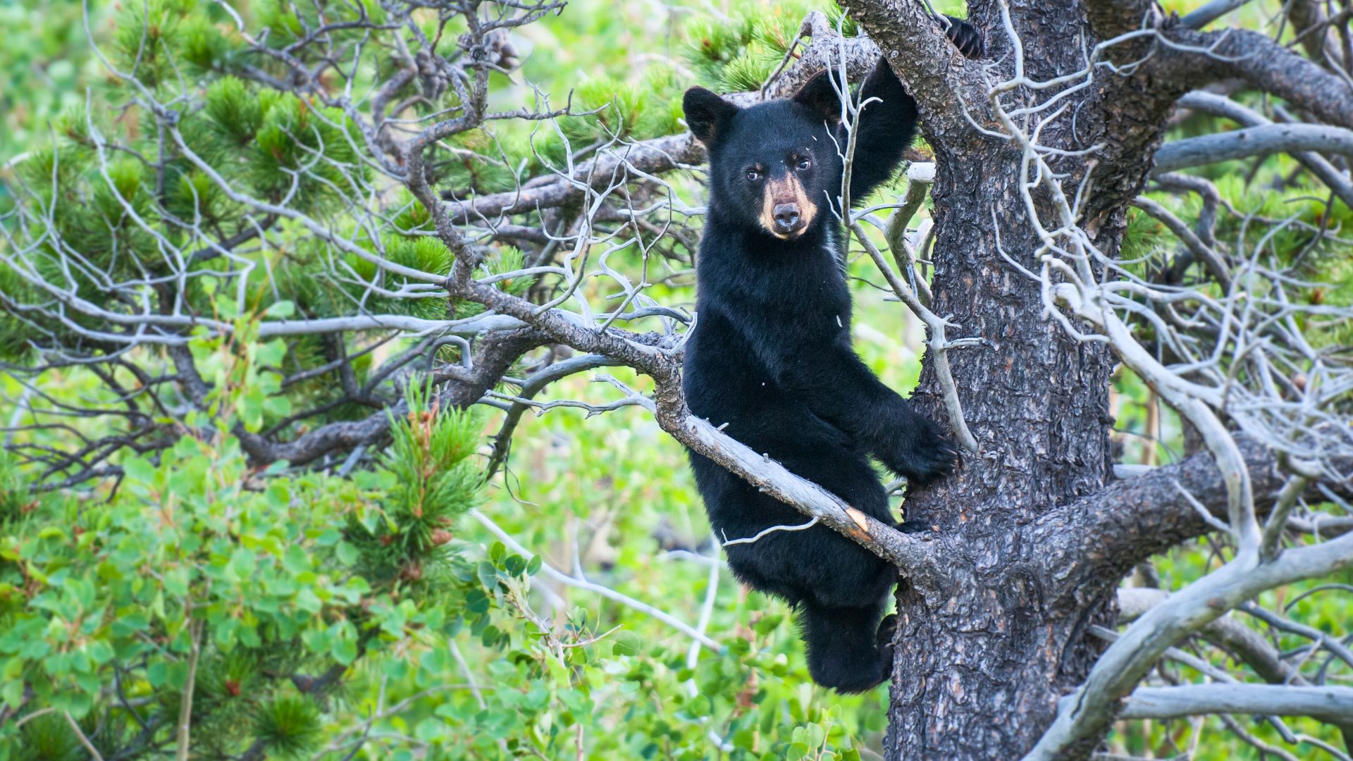 Black bear climbing a tree