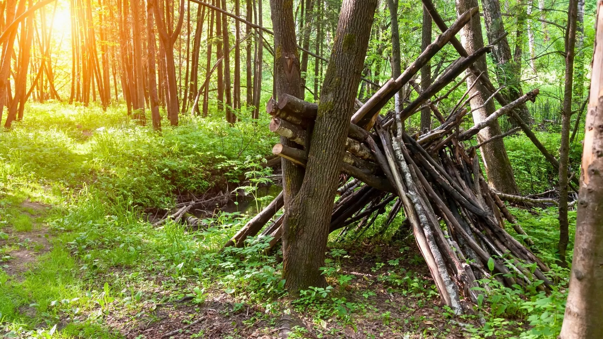 Dawn light shines through the forest on a shelter of sticks and branches