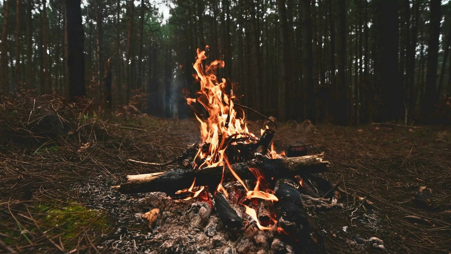 A campfire burns in a clearing in the woods