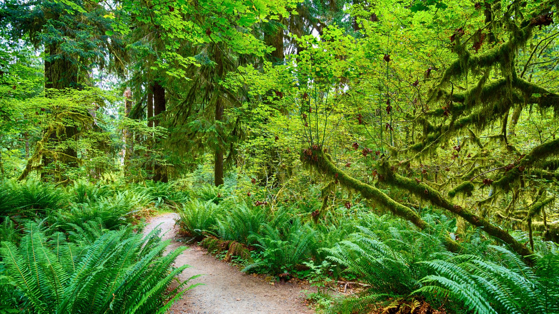 A path through the Hoh rainforest in Olympic National Park