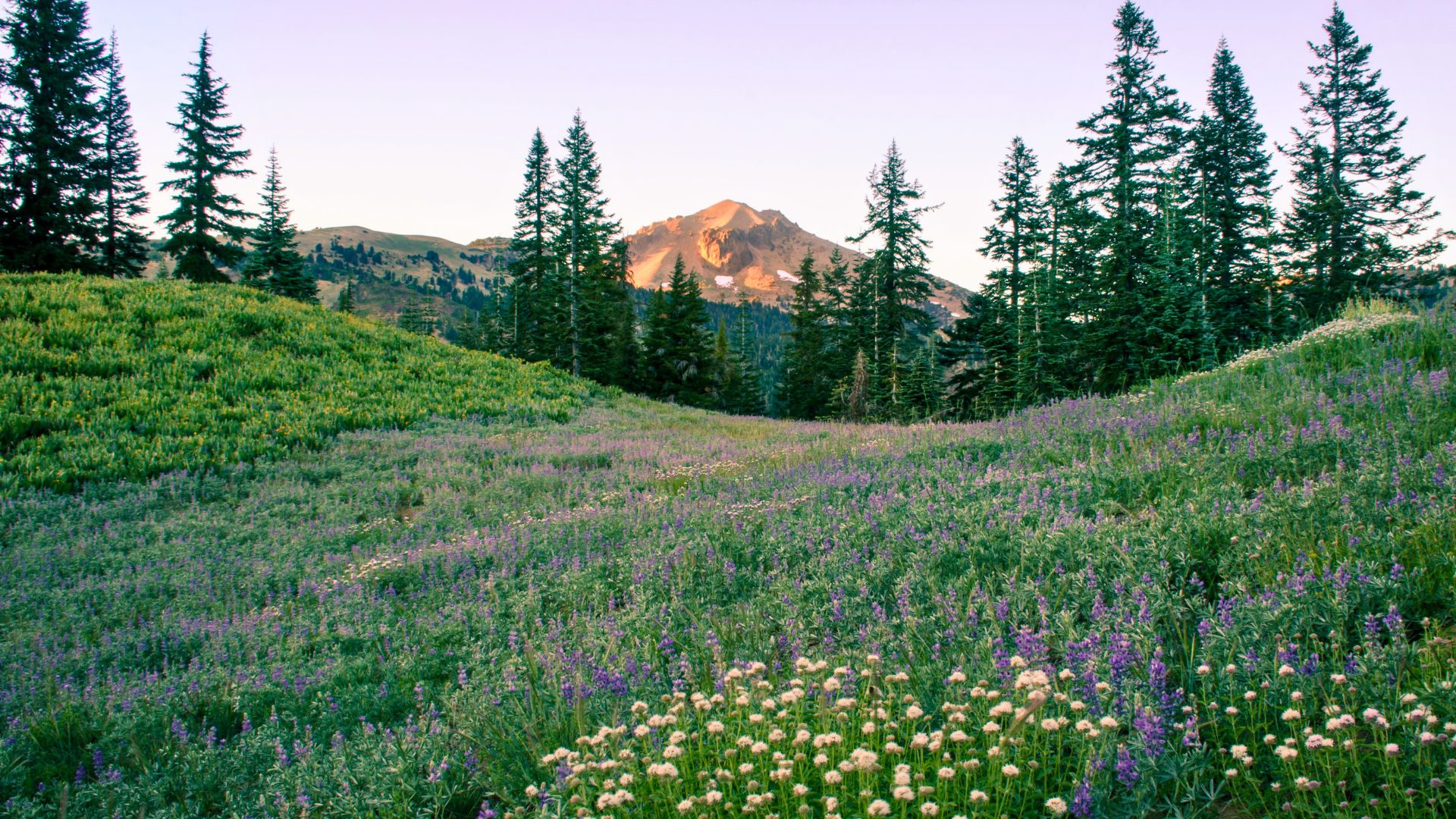 Lassen national park summer