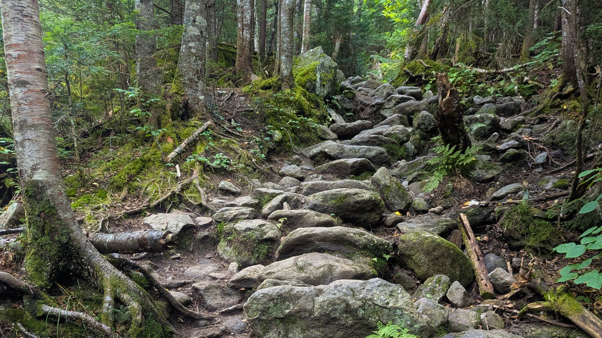 Rocky trail in New Hampshire's white mountains