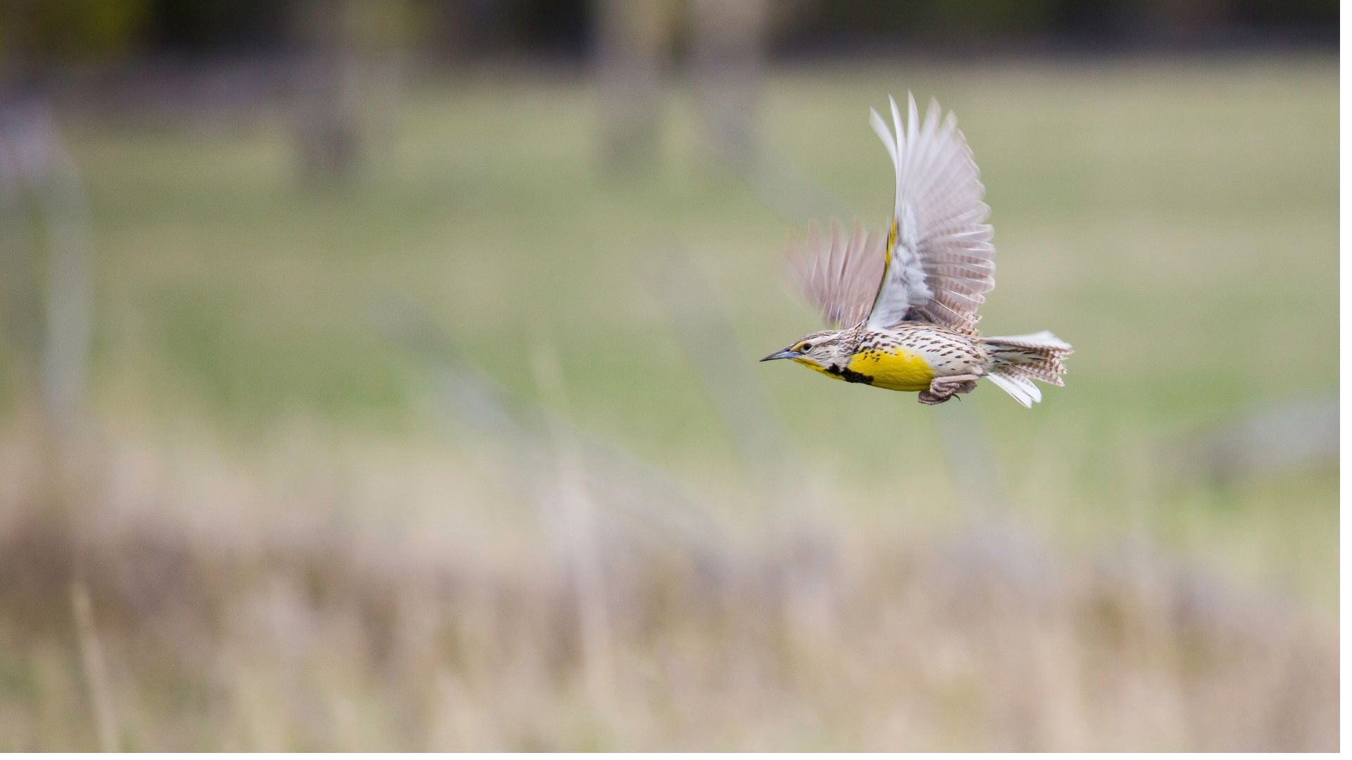 A bird flies in the Lamar Valley of Yellowstone