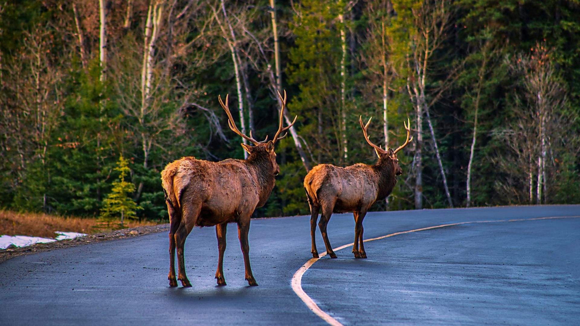 Elk cross a road in Banff National Park