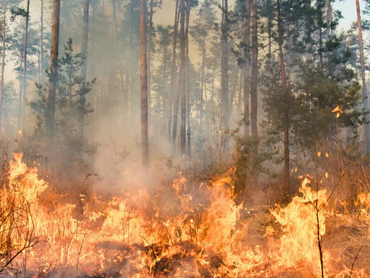 Forest fire