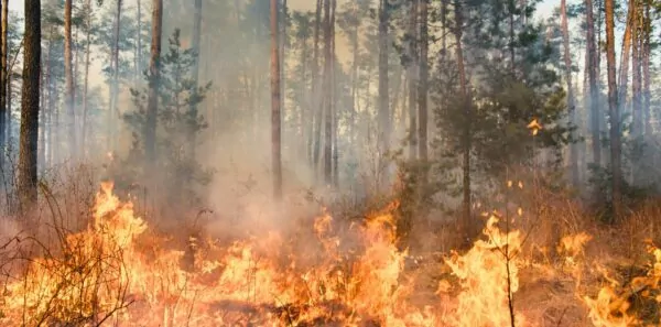 Forest fire