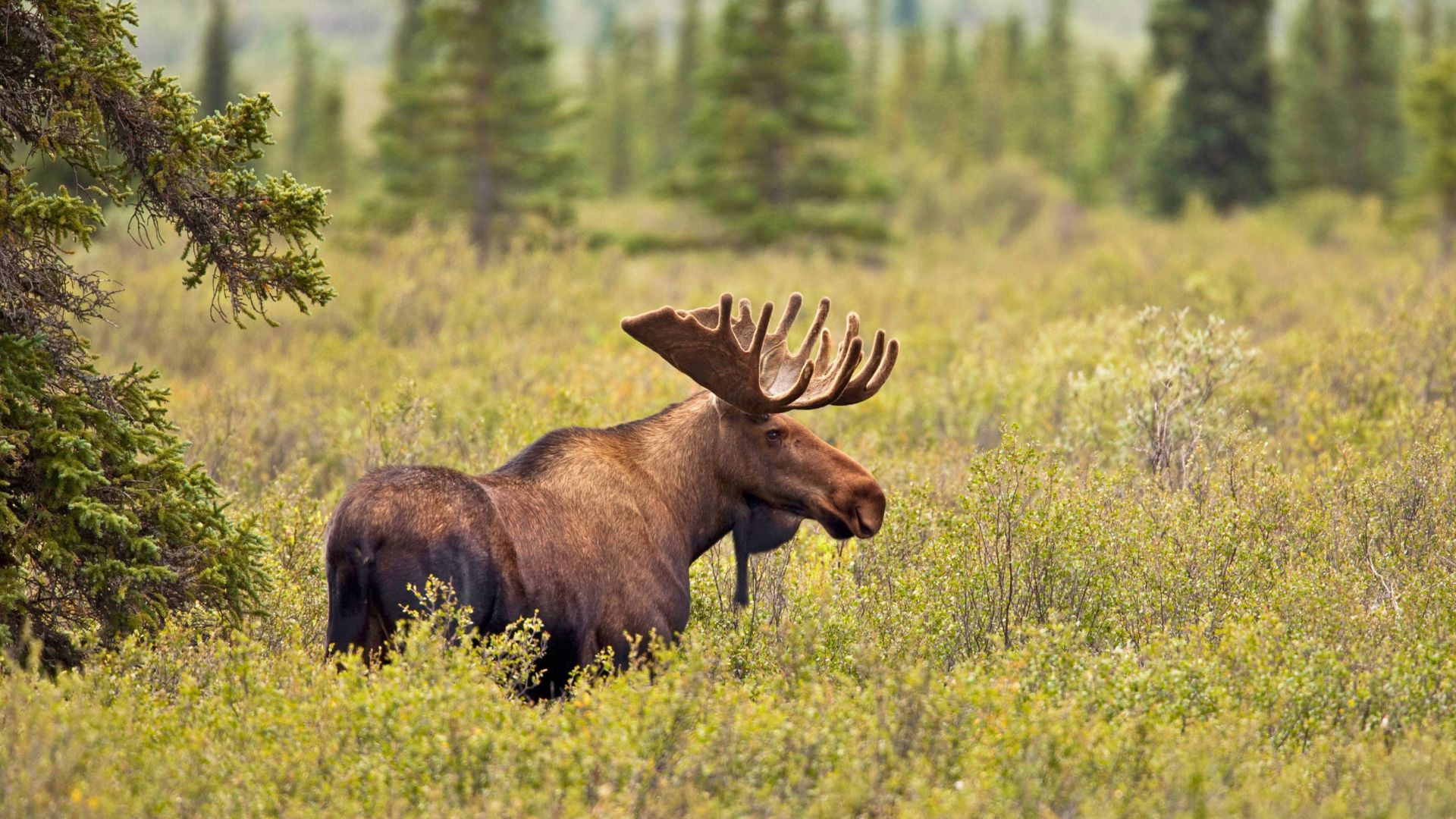 A moose grazes in a meadow in Alaska in the spring