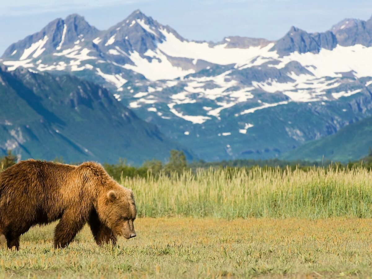 A grizzly bear ranges in front of the mountains in Alaska