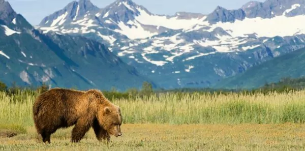 A grizzly bear ranges in front of the mountains in Alaska