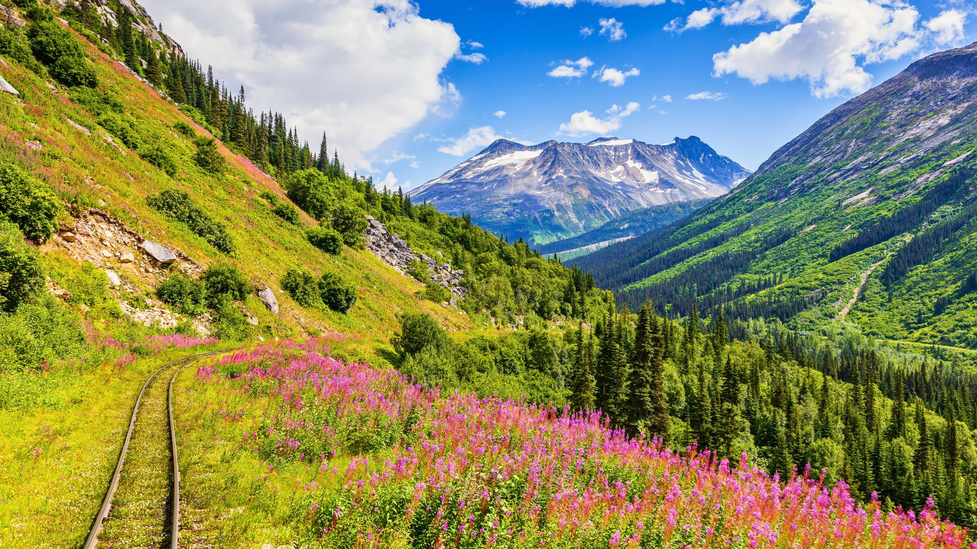 Fireweed blooms during the summer in Alaska