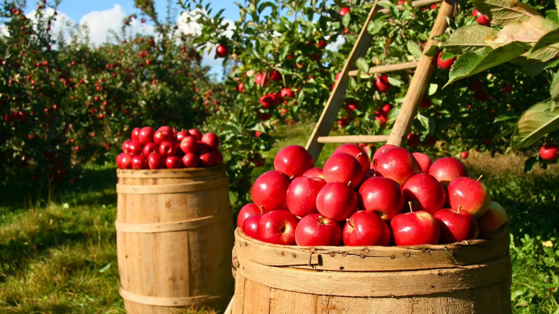 Vermont apples