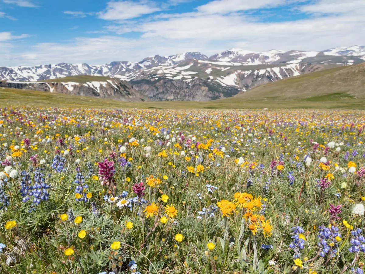 Wildflowers on Beartooth Pass