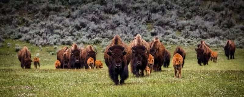 Bison herd