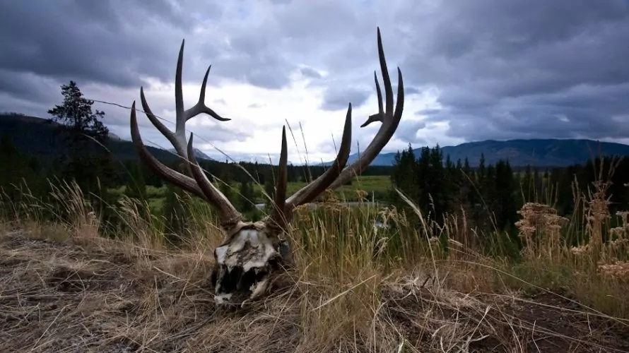 Elk Antlers