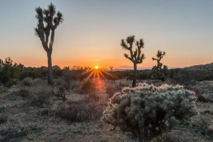 Joshua Tree desert with sunset