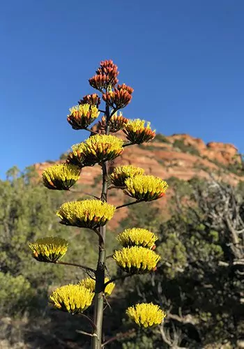 beautiful yellow and red desert wildflowers