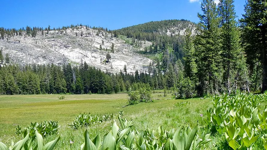 Grassy field with mountains at rear