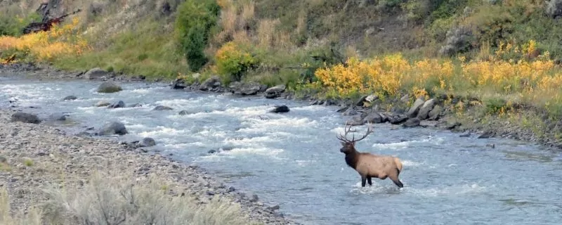 Bull elk in river