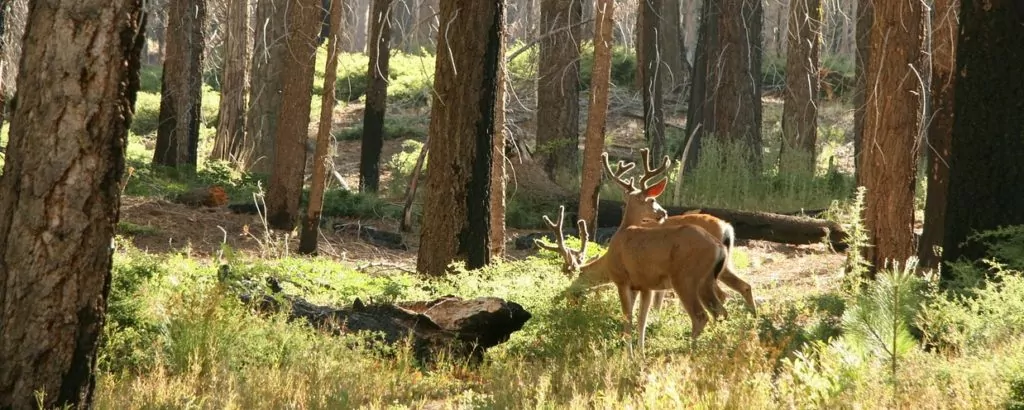 Deer in forest