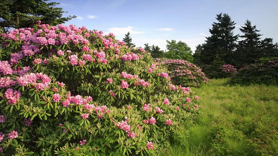 pink flower bushes