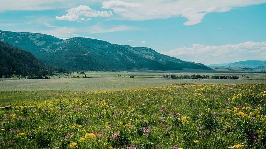 Wildland trekking yellowstone online