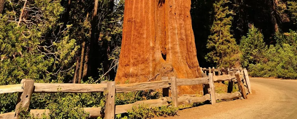 Giant Sequoia
