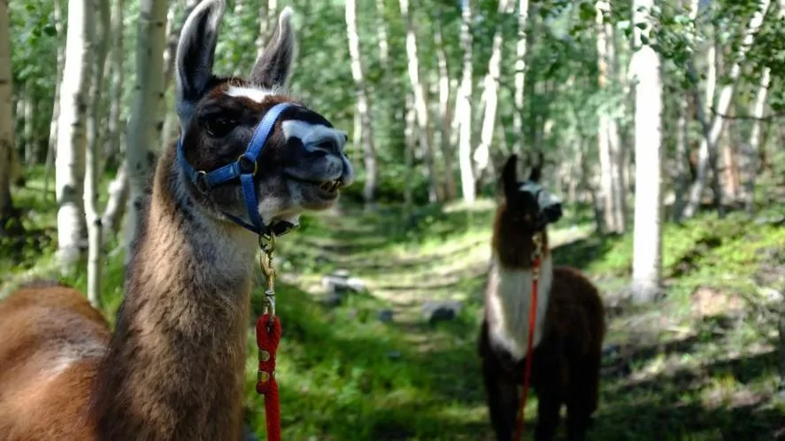 Two llamas in forest