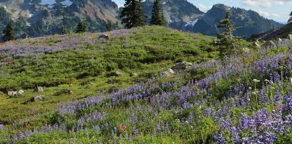 Sunrise trail with purple wildflowers