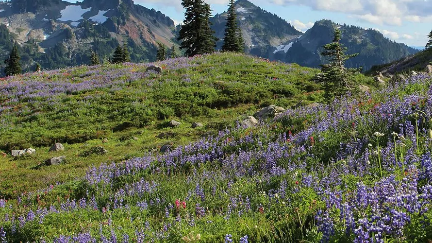 Sunrise trail with purple wildflowers
