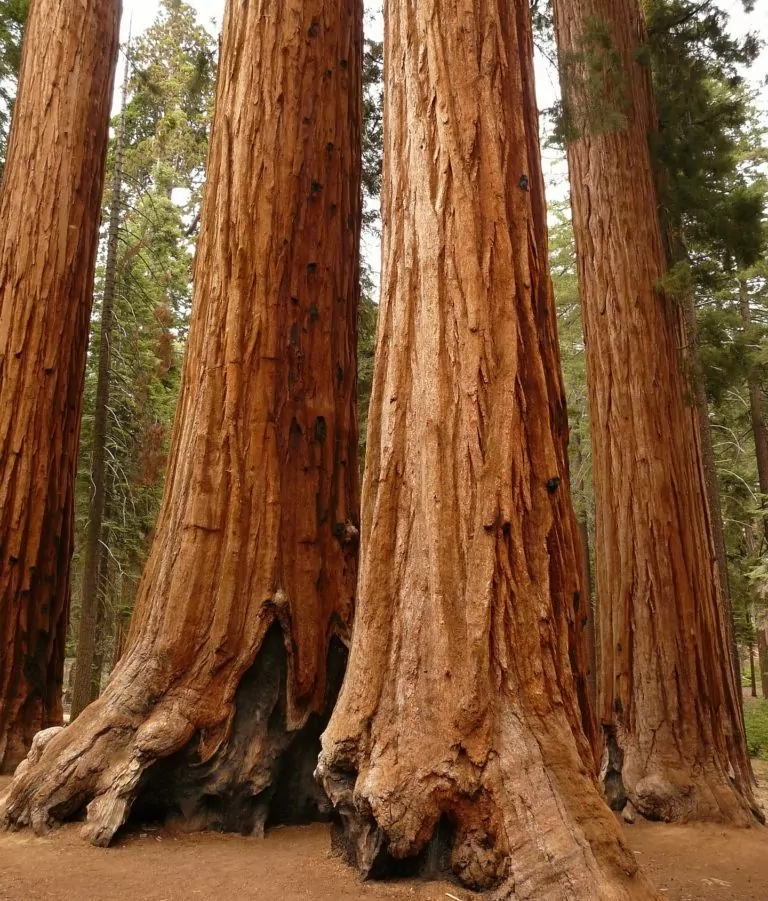Tuolumne Grove Tree