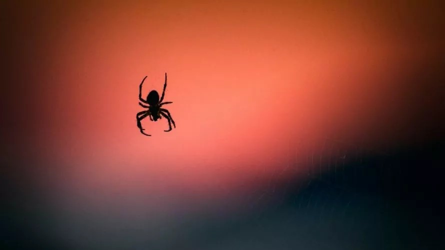 Spider with red sunset blur