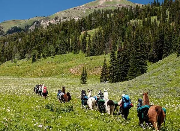 Hikers and llamas at Jackson Hole