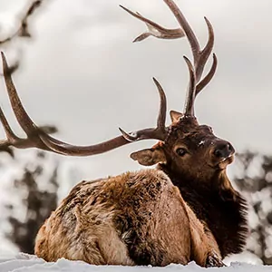 An Elk with a full rack looks back at the camera as it lays in the snowpack