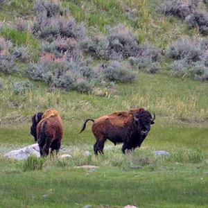 Bison in Yellowstone National Park in spring
