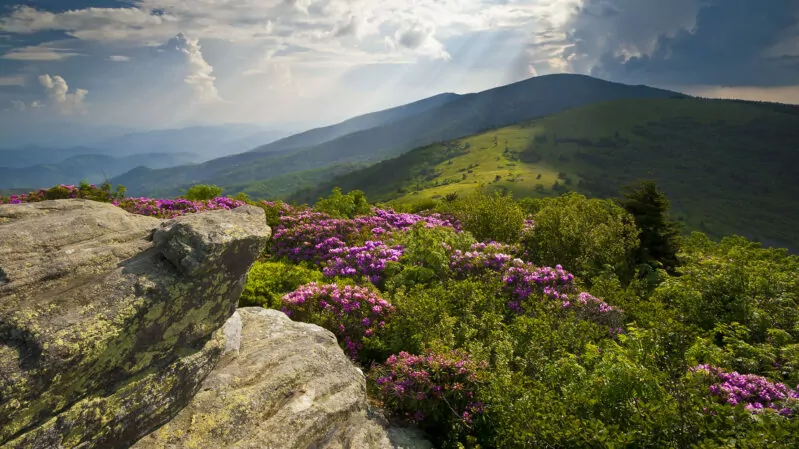 Appalachian Trail Roan Mountains Rhododendron Bloom on Blue Ridge