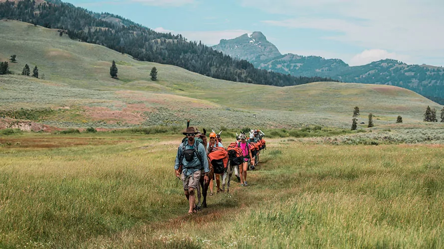 Lamar Pelican Loop Llama Trek in Yellowstone Wildland Llamas