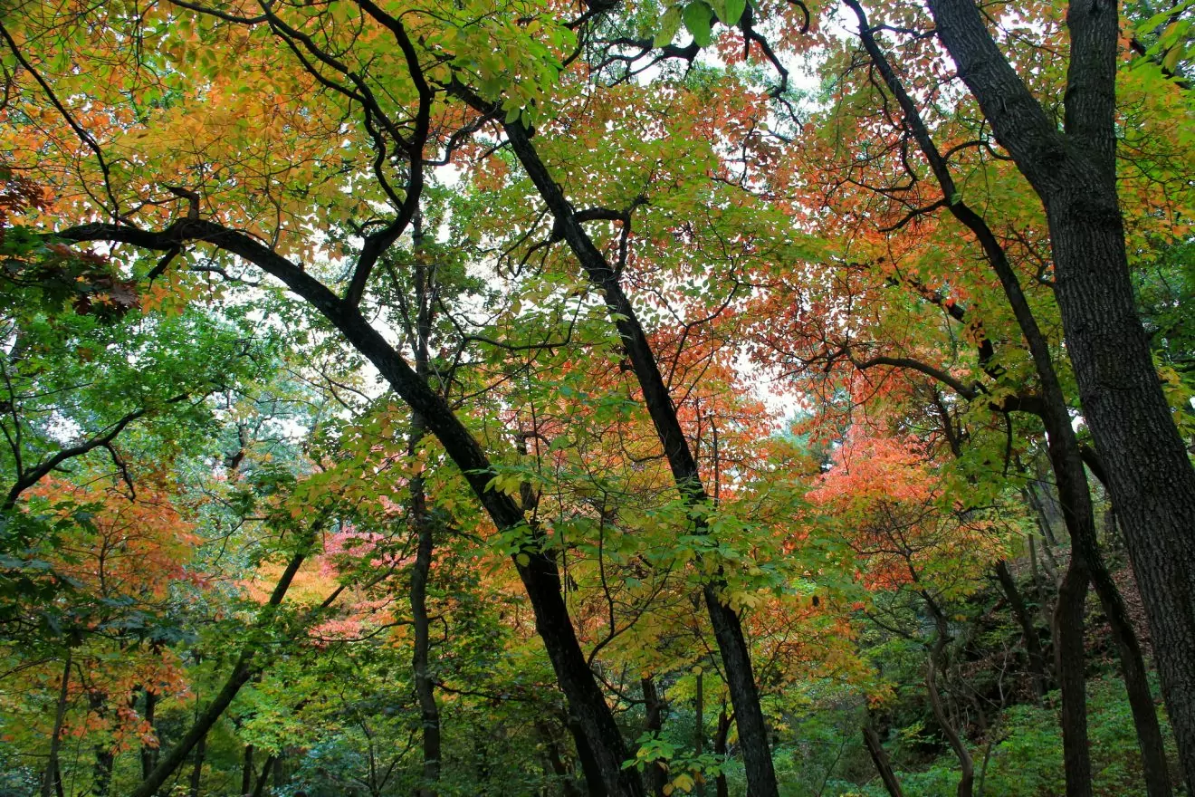 starved rock fall colors