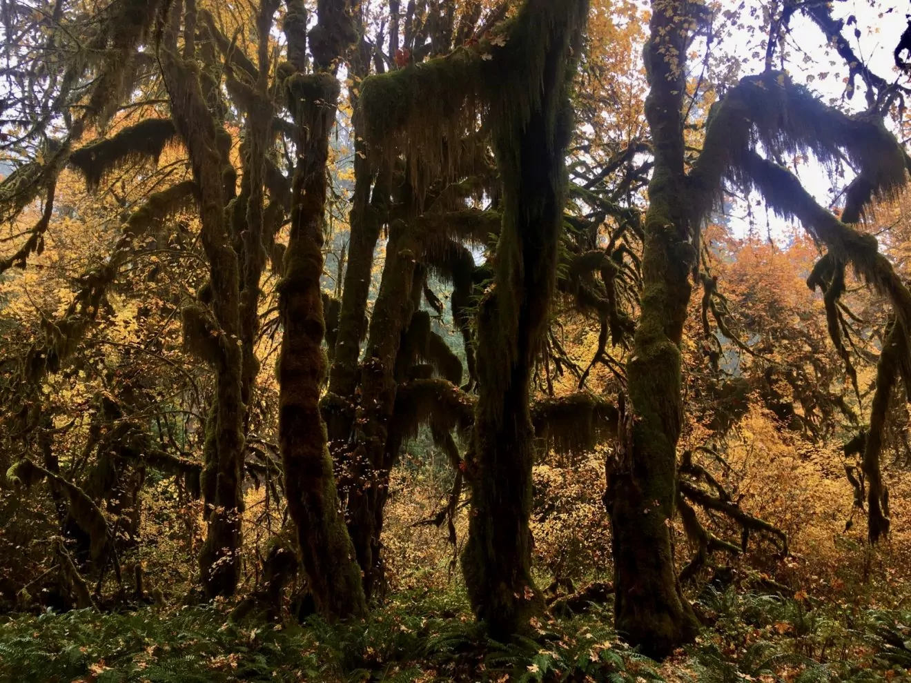 Hoh Rain Forest in October